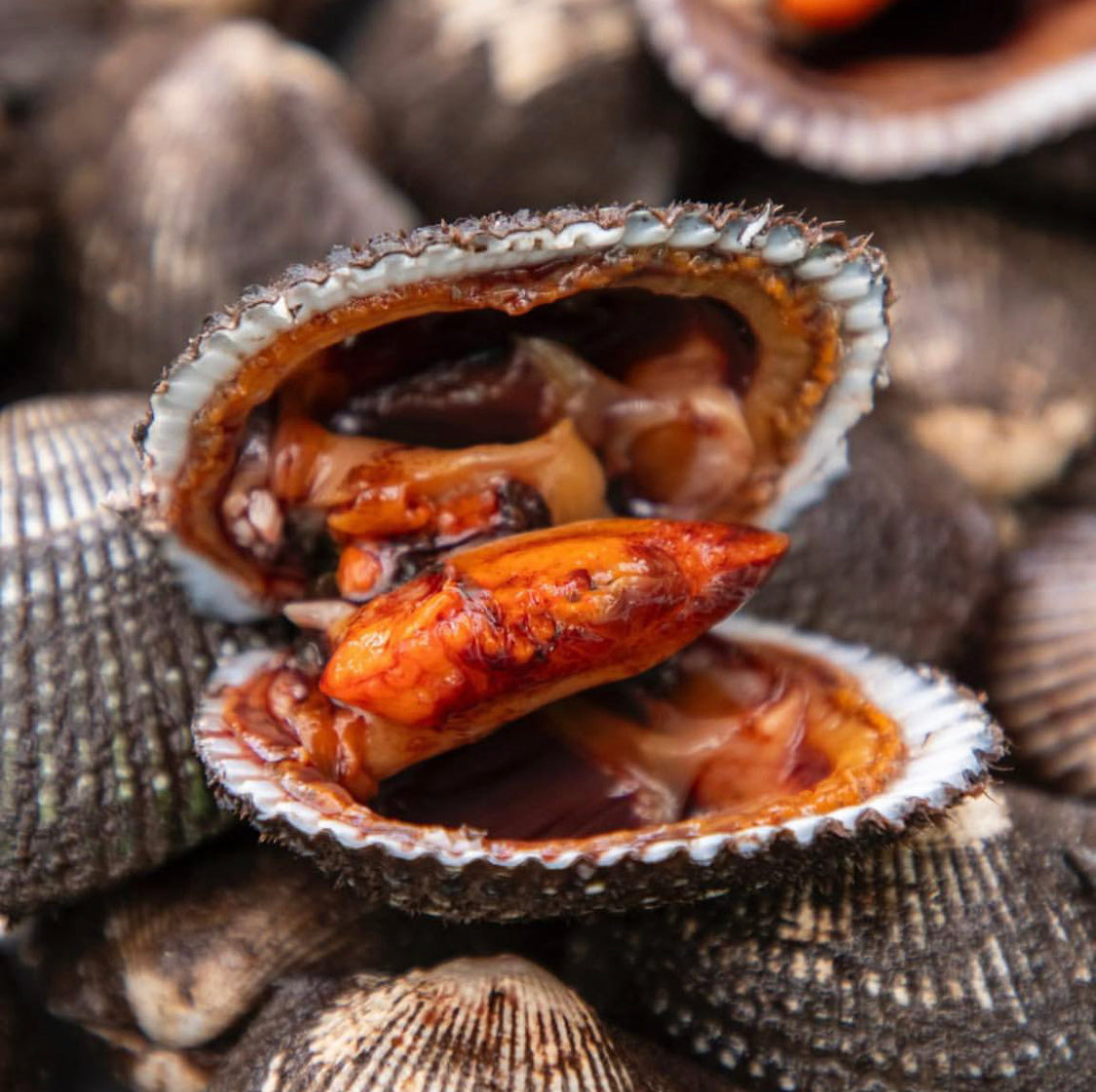 Live Ecuadorian Black Clams