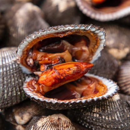 Live Ecuadorian Black Clams