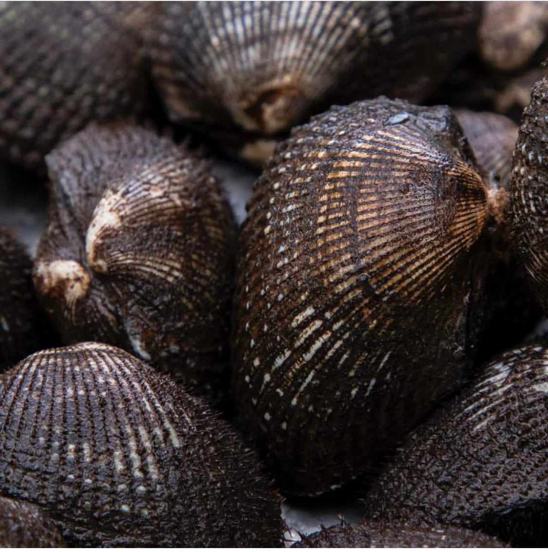 Live Ecuadorian Black Clams