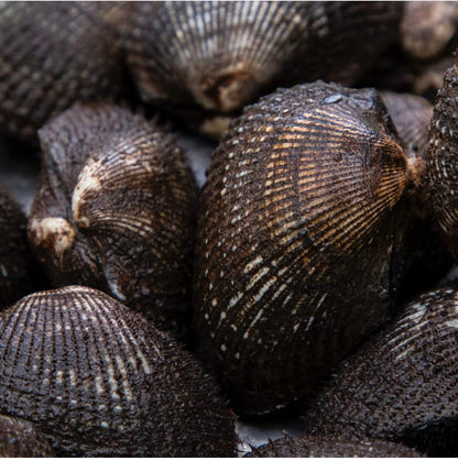 Live Ecuadorian Black Clams