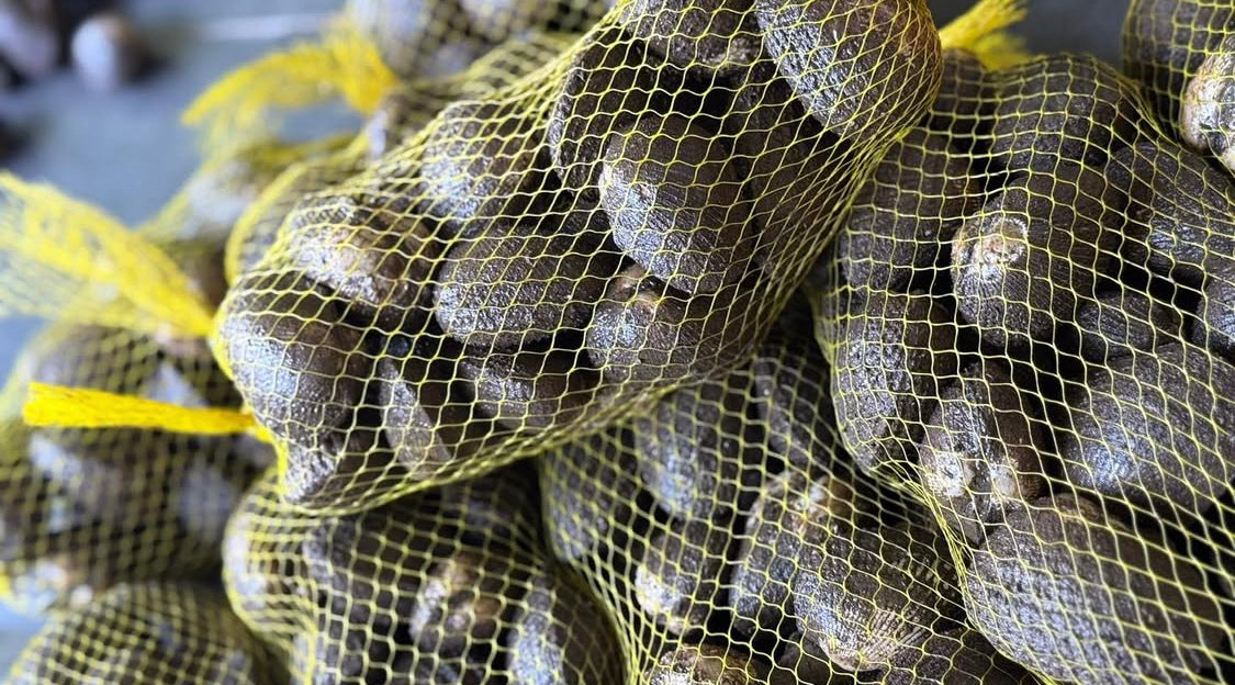 Live Ecuadorian Black Clams